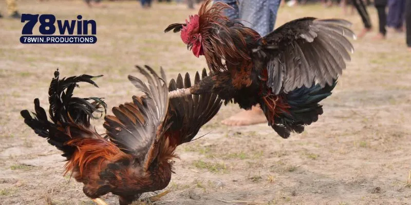 Đá Gà C1 C2 C3 C4 - Cẩm Nang Toàn Diện Cho Người Mới Bắt Đầu 7 Các kèo cược thường gặp tại đá gà c1 c2 c3 c4