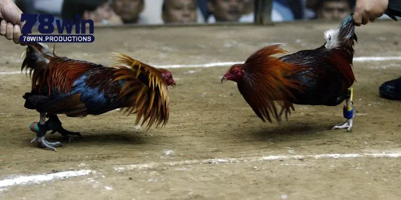 Đá Gà C1 C2 C3 C4 - Cẩm Nang Toàn Diện Cho Người Mới Bắt Đầu 6 Thế mạnh thu hút cược thủ tham gia giải đá gà c1 c2 c3 c4